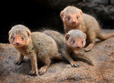 A trio of three week old pygmy mongooses emerged from their den last month at the San Diego Zoo ...