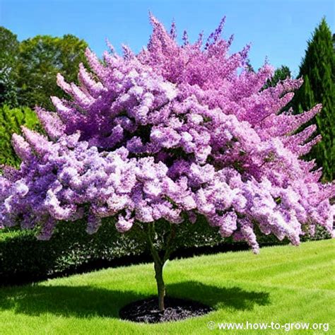 Expert Tips How To Successfully Grow Japanese Tree Lilacs