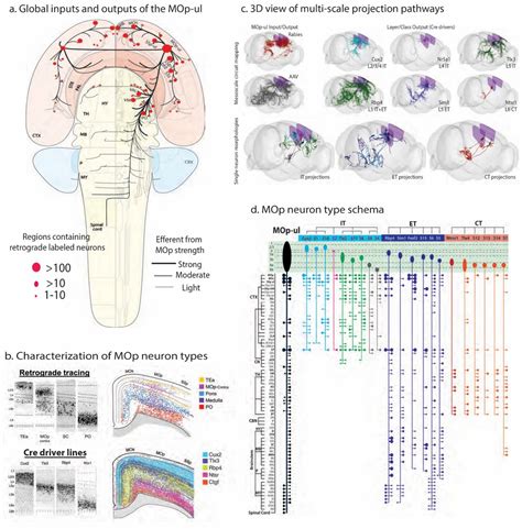 A Multimodal Cell Census And Atlas Of The Mammalian Primary Motor