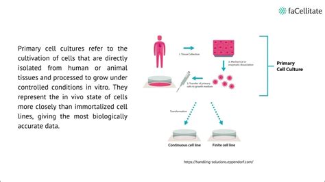 What Are Primary Cells Advantages And Limitations Youtube