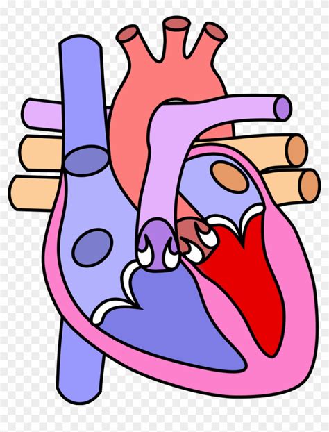 Human Heart Diagram Without Labels