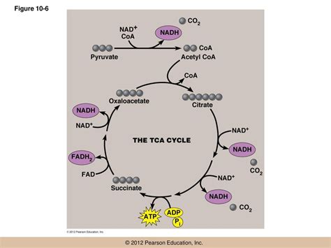 Chapter 10 Chemotrophic Energy Metabolism Aerobic Respiration Ppt