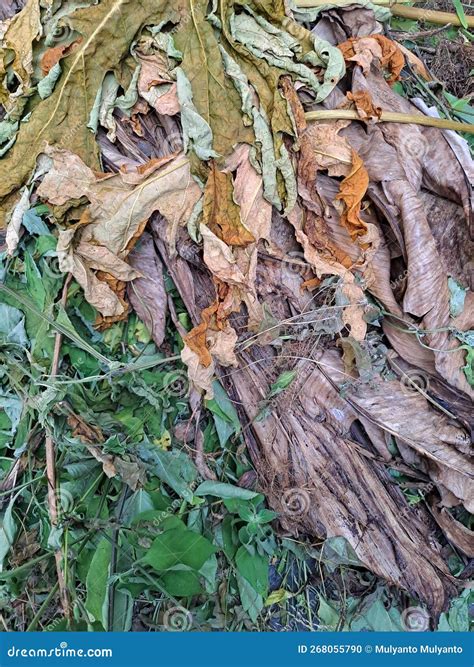 Dried Leaves Ready For Compost Fertilizer Stock Photo Image Of Tree