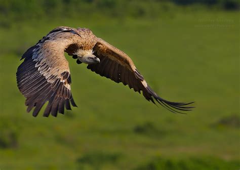 Белоглав лешояд (Gyps fulvus) – Birds Photographer – Nikolay Staykov ...