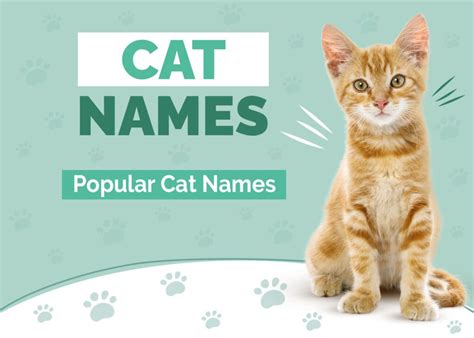 175+ Popular Cat Names: Ideas for Distinguished & Admired Felines | Hepper