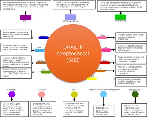 Frontiers Current Research Update On Group B Streptococcal Infection