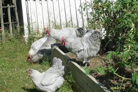 Lavender Orpington Chicken Complete Breed Guide Eco Peanut