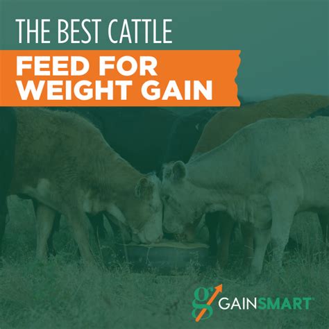 The Best Cattle Feed For Weight Gain Gain Smart