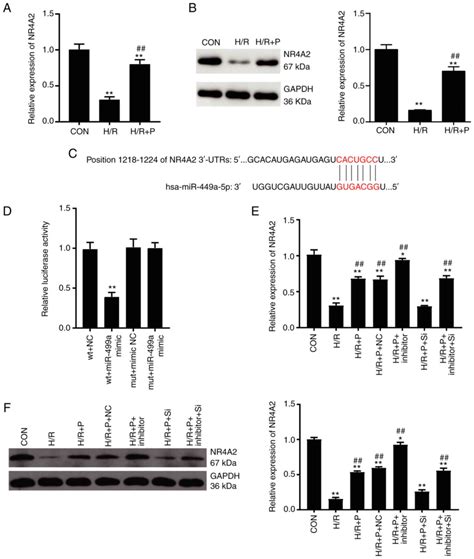 Propofol Protects H C Cells Against Hypoxia Reoxygenation Injury