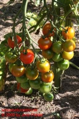 Mexikanische Honigtomate JoesGarden