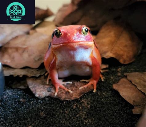 Tomato Frog For Sale Captive Bred Reptiles For Sale From Breeders