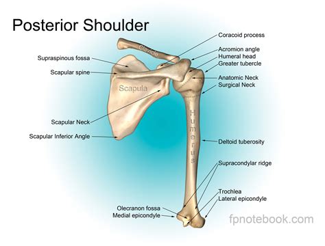 Ossos Do Ombro Anatomia Zuledu