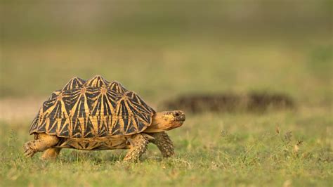 Indian Star Tortoise Sri Lanka Bing Gallery