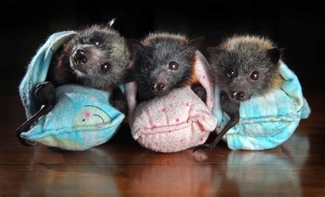 Cute Baby Bat