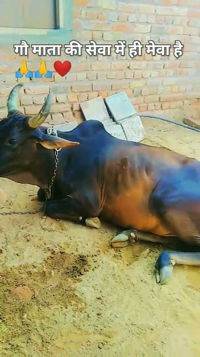 गौ माता की सेवा में ही मेवा है क्या आप भी गौ माता की सेवा करता है तो