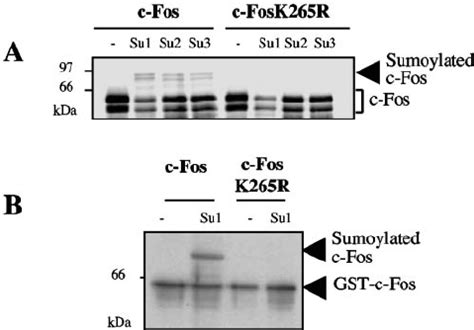 In Vitro Sumoylation Of C Fos And C Jun A Sumoylation Of In