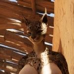 Best Sex With Giant Cock Pornhub