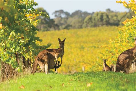 Five of the Most Beautiful Chardonnay Regions Worldwide | Wine Enthusiast