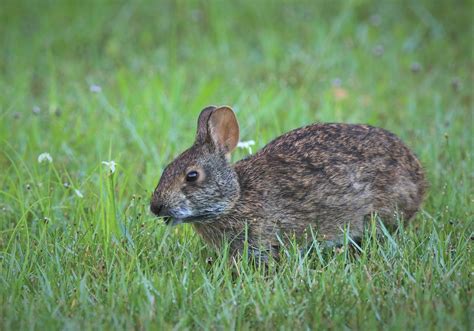 Florida Marsh Rabbit Sylvilagus Palustris Paludicola Flickr