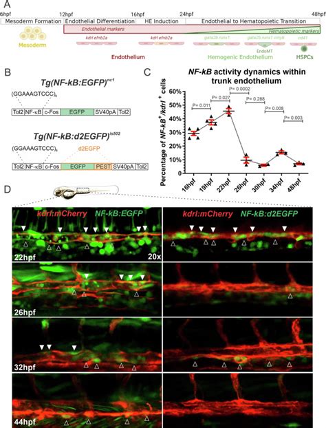 P Signaling Dynamics Drive The Developmental Progression Of