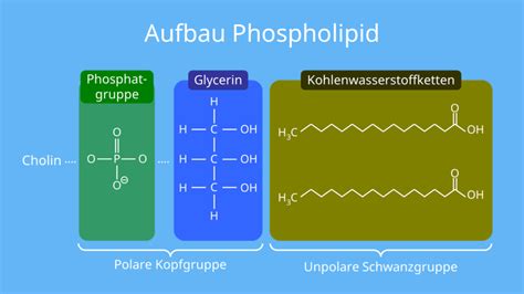 Struktur Und Funktion Von Lipiden