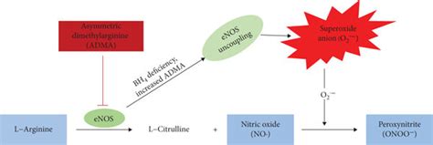 The L-arginine-nitric oxide pathway. | Download Scientific Diagram