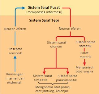 sistem saraf manusia sistem saraf tepi