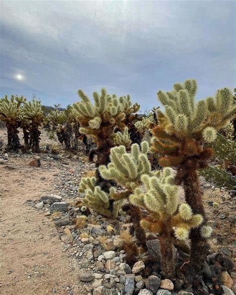 Jumping Cholla Cactus Facts And Growing Information