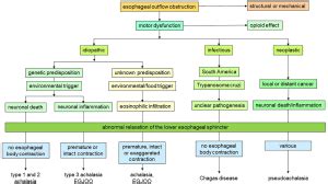 Pathophysiology Of Achalasia Rogers Annals Of Esophagus