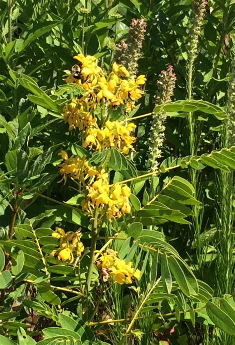 Wild Senna Beaux Arbres Plantes Indigènes Native Plants