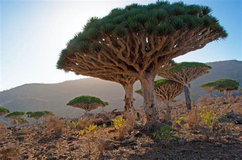 Most Beautifully Unique Trees And Forest In The World