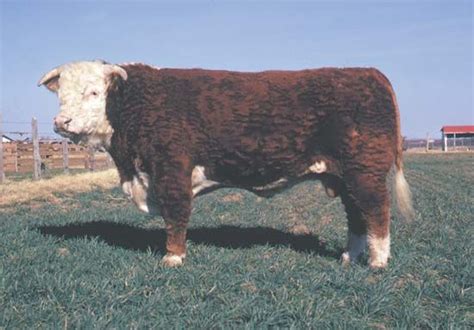 Hereford Breed Of Cattle