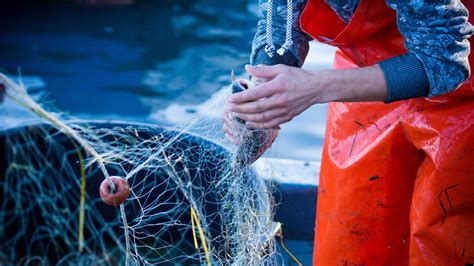 Día Mundial De La Pesca ¿por Qué Se Celebra El 21 De Noviembre