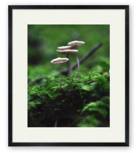 Forest Fungi Fine Art Photography Download - Etsy