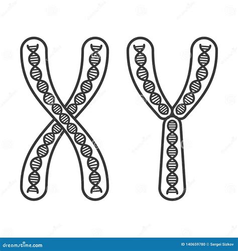 Chromosome X And Y Set On White Background Vector Stock Vector