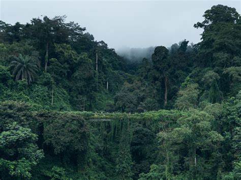 O Que Floresta Equatorial Braincp