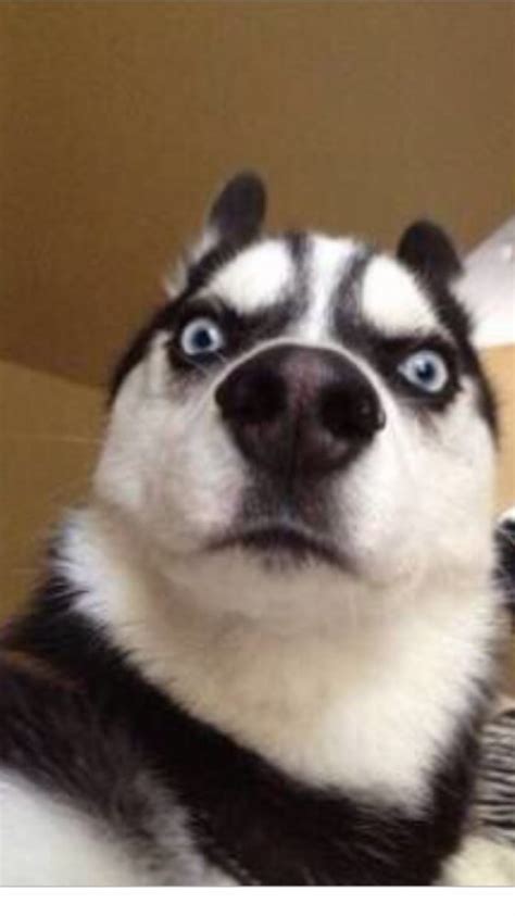 Create Meme Siberian Husky Surprised Husky Pictures Meme Arsenal