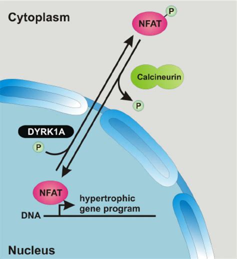 Proposed role of DYRK1A in cardiomyocyte hypertrophy. DYRK1A directly ... 