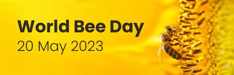 World Bee Day Protecting The Survival Of Bees Confirm A Kill