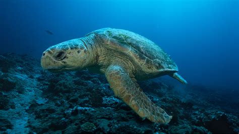 Celebrating Floridas Nesting Sea Turtles • Florida Wildlife Federation