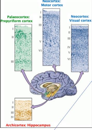 Higher cortical function Flashcards | Quizlet