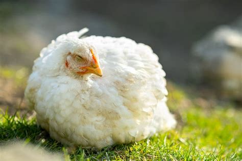 Hen Feed On Traditional Rural Barnyard Close Up Of Chicken Standing On