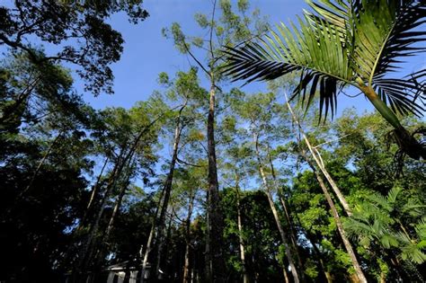 Una vista de árboles altos en la selva tropical del bosque Foto Premium