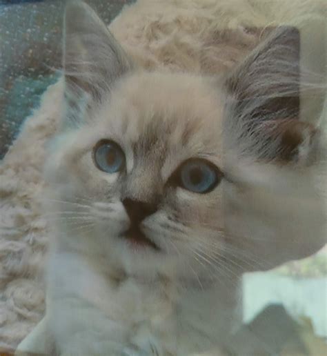 🌈 Farewell beloved... - Upper Hutt Animal Rescue Society Inc.