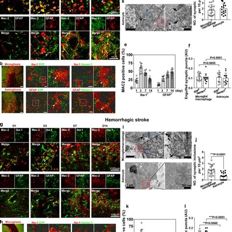 Microgliamacrophages And Astrocytes Digested Synaptic Elements Through Download Scientific