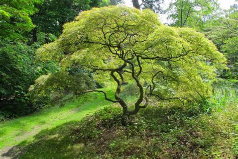 Het Arboretum Van Kalmthout Japanse Tuin Tuin Architectuur Tuin