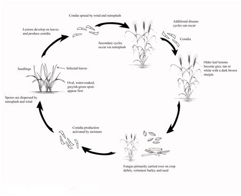 Scald of Barley - Field Crop Diseases Victoria | Field Crop Diseases Victoria