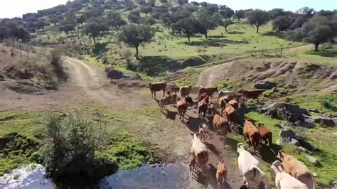 Ruta Subida Al Mirador De Aves Azuaga Turismo