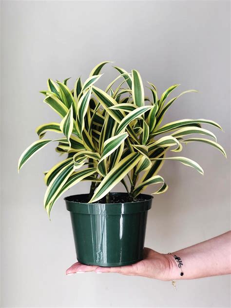 Dracaena Reflexa Variegata Song Of India 2 Pack Live Plant Etsy