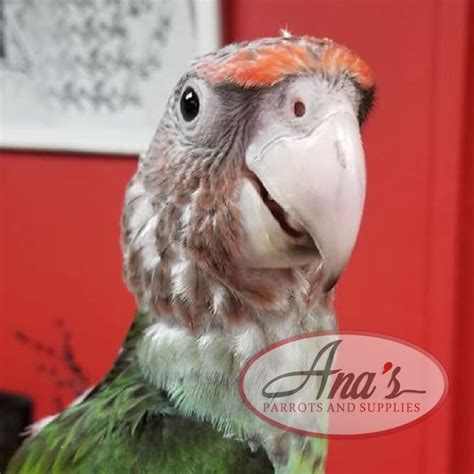 Cape Parrot – Ana's Parrots & Supplies